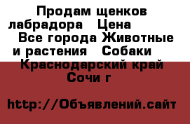 Продам щенков лабрадора › Цена ­ 20 000 - Все города Животные и растения » Собаки   . Краснодарский край,Сочи г.